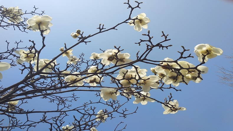 春游記特斯特奉上臺灣烤腸配方